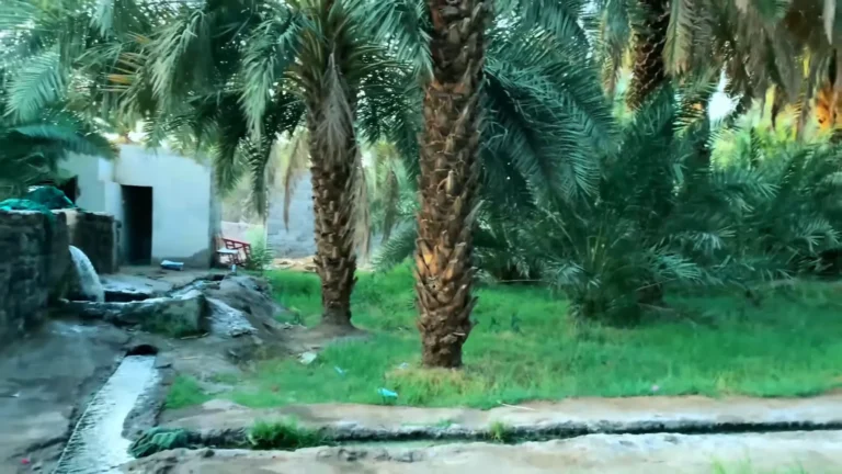 Garden of Salman Al Farsi in Madinah with 300 date palms planted by Prophet Muhammad (P.B.U.H.) to free a companion from slavery